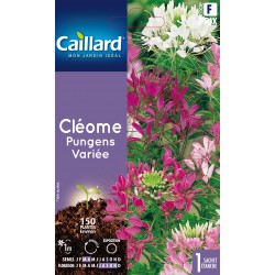 Graines Cleome pungens...