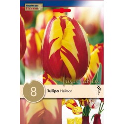 Bulbes de tulipes helmar -...