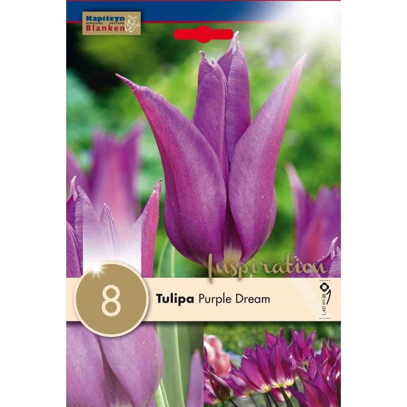 Bulbes de tulipe fleur de lys purple dream x 8