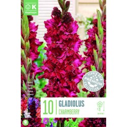 KAPITEYN PREMIUM-Gladiolus...