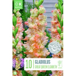 KAPITEYN PREMIUM-Gladiolus...
