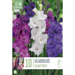 KAPITEYN STANDARD-Gladiolus...