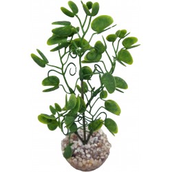 Micranthemum green Vert...
