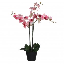 Phalaenopsis En Pot Rose...