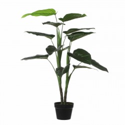 Philodendron En Pot Vert...