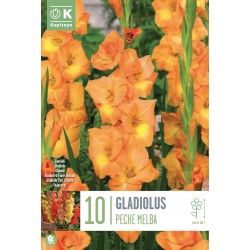 KAPITEYN STANDARD-Gladiolus...