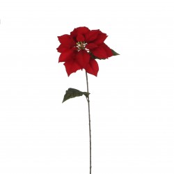 Poinsettia h71 rouge