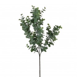 Tige D'Eucalyptus Vert...