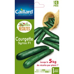 GRAINES COURGETTE SYROS F1...
