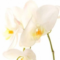 Orchidee phalaenopsis 30348o