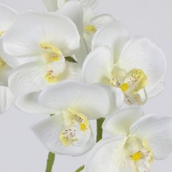 Orchidee phalaenopsis 82cm...