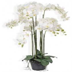 Pot orchidee 8tg 115cm blc