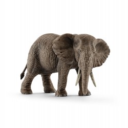Elephant D'Afrique Femelle...